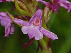 Gymnadenia_conopsea flower.JPG